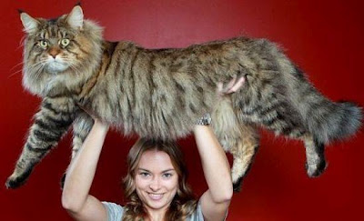 O μεγαλύτερος γάτος του κόσμου! - Φωτογραφία 1