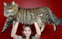 O μεγαλύτερος γάτος του κόσμου!