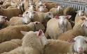 Άγνωστοι άρπαξαν 50 πρόβατα αξίας 5.000 ευρώ