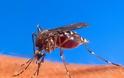 Απίστευτη επιδρομή από κουνούπια στον Έβρο...Δείτε την τρομακτική φώτο...