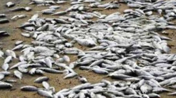 ΠΡΕΒΕΖΑ: Βγήκαν στην στεριά εκατοντάδες ζωντανά ψάρια! - Φωτογραφία 1