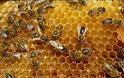 Η συνεχής μείωση των μελισσών συνδέεται με θανατηφόρο ιό