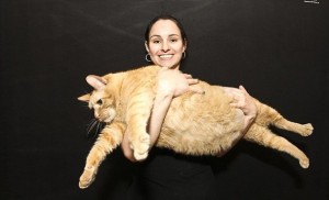 Η πιο χοντρή γάτα του κόσμου! - Φωτογραφία 1