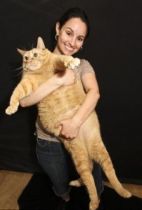 Η πιο χοντρή γάτα του κόσμου! - Φωτογραφία 2