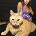 Η πιο χοντρή γάτα του κόσμου! - Φωτογραφία 5