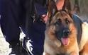 Με τη συνδρομή αστυνομικού σκύλου συνελήφθη 22χρονος για κατοχή ναρκωτικών