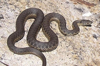 Καστοριά: Φίδι έκοβε βόλτες στην οδό Μητροπόλεως - Φωτογραφία 1