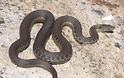 Καστοριά: Φίδι έκοβε βόλτες στην οδό Μητροπόλεως