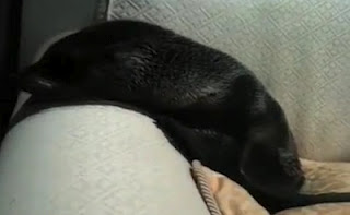 Μια μικρή φώκια μπούκαρε σε σπίτι και... κοιμήθηκε στο καναπέ! [Video] - Φωτογραφία 1