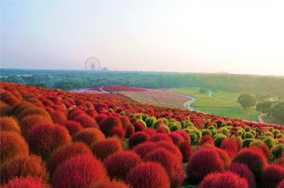 Φανταστικό πάρκο-κήπος στην Ιαπωνία! - Φωτογραφία 2