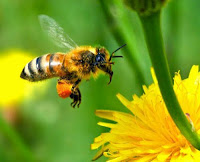 Οι μελισσούλες ... του κοινοβουλίου! - Φωτογραφία 1