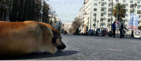 Πέθανε ένα από τα πιο αγαπητά αδέσποτα του Συντάγματος - Φωτογραφία 2