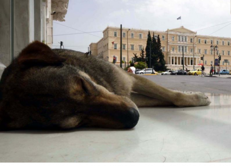 Πέθανε ένα από τα πιο αγαπητά αδέσποτα του Συντάγματος - Φωτογραφία 3