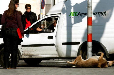 Πέθανε ένα από τα πιο αγαπητά αδέσποτα του Συντάγματος - Φωτογραφία 4