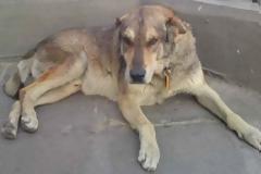 Πέθανε ένα από τα πιο αγαπητά αδέσποτα του Συντάγματος