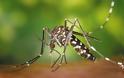 ΣΟΚ: Δείτε την φωτογραφία για να καταλάβετε την κατάσταση με τα κουνούπια στον Έβρο!!!