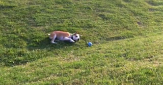 VIDEO: Σκύλος πετάει τη μπάλα στον... εαυτό του και τρέχει να την πιάσει! - Φωτογραφία 1