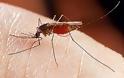 ΔΕΙΤΕ: Σοκαριστική φωτογραφία αποτυπώνει την τραγική κατάσταση με τα κουνούπια στον Έβρο - Φωτογραφία 1