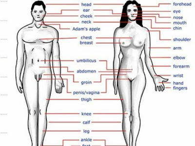 Ήξερες ότι...; Παράξενες αλήθειες για το ανθρώπινο σώμα - Φωτογραφία 1