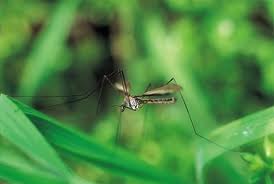 Θράκη: Ξεκίνησαν οι ψεκασμοί για τα κουνούπια - Φωτογραφία 1