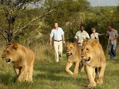 Λιοντάρια ξεναγούν τους παραθεριστές στη σαβάνα! - Φωτογραφία 10