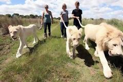 Λιοντάρια ξεναγούν τους παραθεριστές στη σαβάνα!