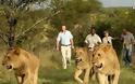 Λιοντάρια ξεναγούν τους παραθεριστές στη σαβάνα! - Φωτογραφία 10
