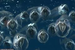 Τα φαντάσματα των βυθών σπέρνουν τον τρόμο αλλά τρώνε μόνο πλαγκτόν [εικόνες]