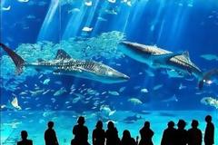 VIDEO: Ένα θαλάσσιο πλανητάριο που θα ζήλευε ο Κουστώ