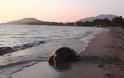 Ξεβράστηκαν 4 αποκεφαλισμένες χελώνες στον Αμβρακικό!