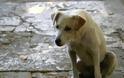 Σε διετή φυλάκιση καταδικάστηκε δολοφόνος σκύλου