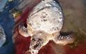 Εντοπίστηκαν τέσσερις νεκρές χελώνες χτυπημένες με αιχμηρό αντικείμενο