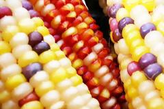 Πολύχρωμο… εξωτικό καλαμπόκι!