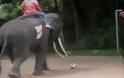 Ελέφαντες παίζουν ποδόσφαιρο και... σκοράρουν! [Video]