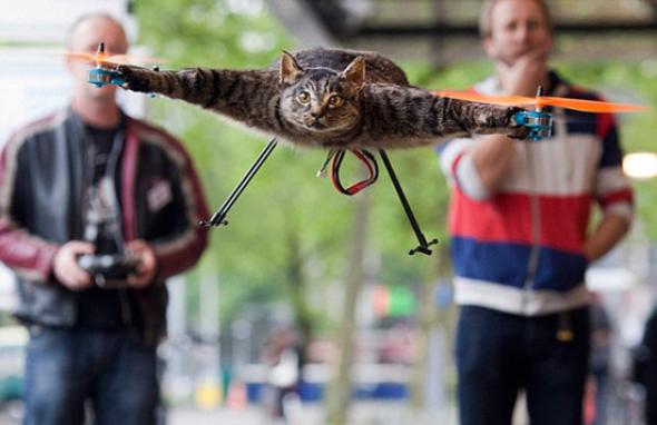 Πουλιέται ο γάτος-ελικόπτερο! - Φωτογραφία 1