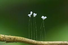 Ένα τυχερό λουλούδι από τον ουρανό