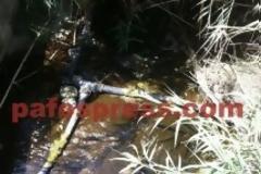 Συναγερμός στην Πάφο: Εντοπίστηκαν μολυσμένα κουνούπια