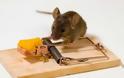 Μια επίκαιρη ιστορία: Το ποντίκι και η ποντικοπαγίδα!