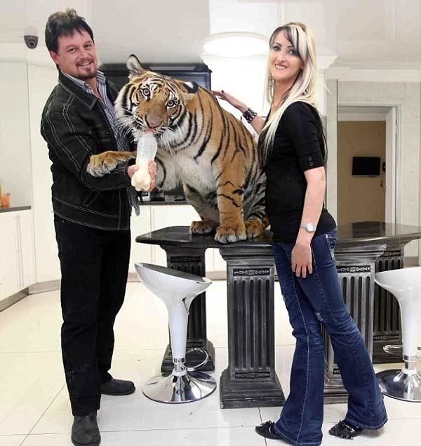ΔΕΙΤΕ: Μοιράζονται το σπίτι τους με μια τίγρη της Βεγγάλης! - Φωτογραφία 3