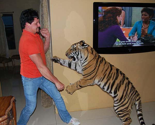 ΔΕΙΤΕ: Μοιράζονται το σπίτι τους με μια τίγρη της Βεγγάλης! - Φωτογραφία 4