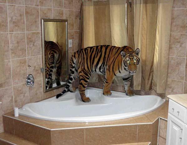 ΔΕΙΤΕ: Μοιράζονται το σπίτι τους με μια τίγρη της Βεγγάλης! - Φωτογραφία 6