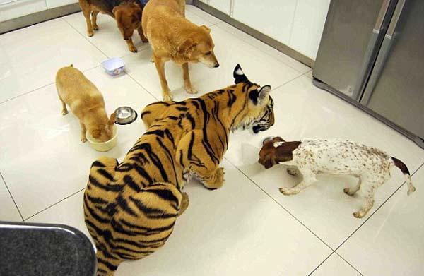 ΔΕΙΤΕ: Μοιράζονται το σπίτι τους με μια τίγρη της Βεγγάλης! - Φωτογραφία 7