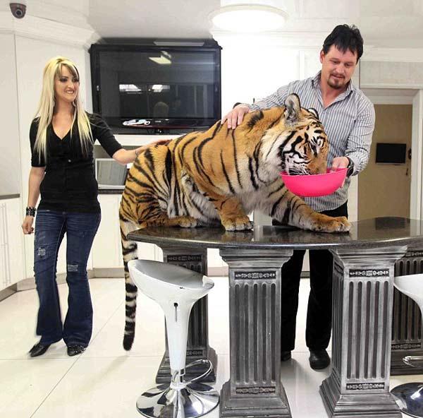 ΔΕΙΤΕ: Μοιράζονται το σπίτι τους με μια τίγρη της Βεγγάλης! - Φωτογραφία 8