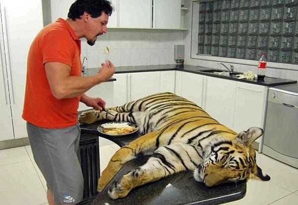 ΔΕΙΤΕ: Μοιράζονται το σπίτι τους με μια τίγρη της Βεγγάλης! - Φωτογραφία 9