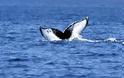 Ιαπωνία: Kόβεται η όρεξη για κρέας φάλαινας;