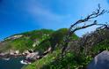 Queimada Grande: Το πιο επικίνδυνο νησί του κόσμου! (photos) - Φωτογραφία 7