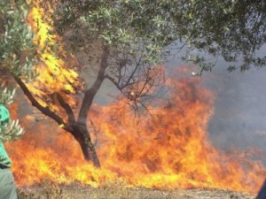 Μεγάλη φωτιά στα Βιγκλάφια απέναντι από την Ελαφόνησο - Φωτογραφία 1