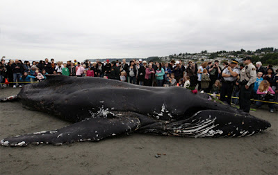 Νεκρή φάλαινα εκβράστηκε στον Καναδά - Φωτογραφία 2