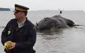 Νεκρή φάλαινα εκβράστηκε στον Καναδά - Φωτογραφία 1