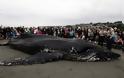 Νεκρή φάλαινα εκβράστηκε στον Καναδά - Φωτογραφία 2